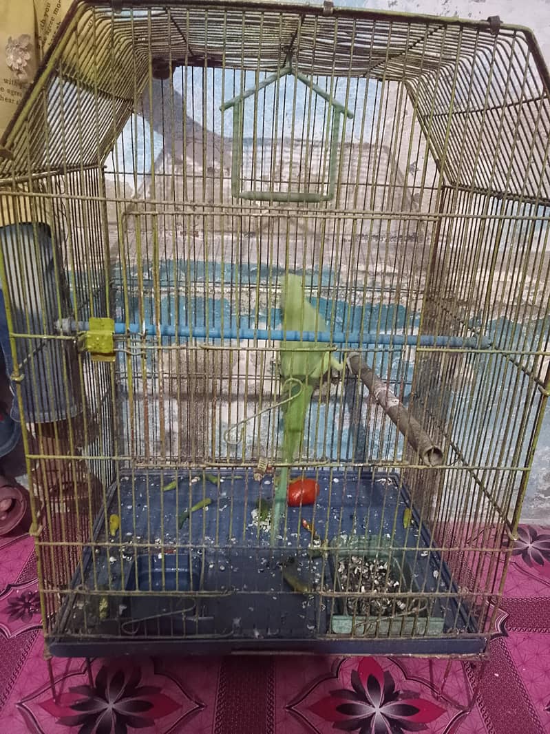 ​گھر کا پلا ہوا پیارا مٹھو، ارجنٹ سیل 2