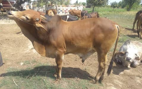 Qurabani cows | Cholistani | Bachra | Cows | Bull | Qurbani ka janwar