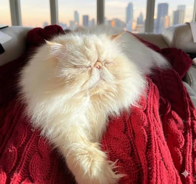 pointed nose breedar female