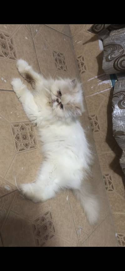 Peki breeder  female cat | triple Coated|Piki /top quality cat/peki