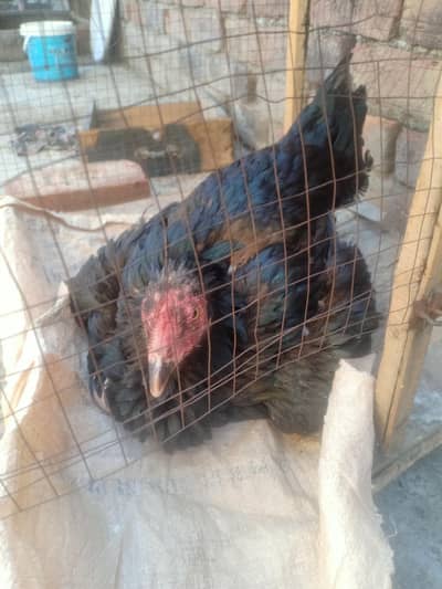 Thai cross Kurak female for urgent Sale