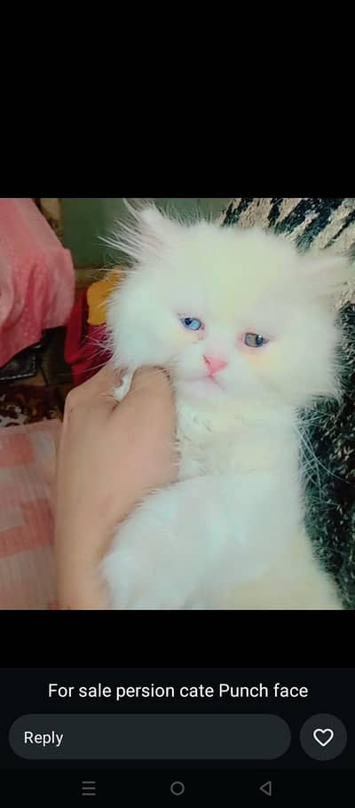 Persian little baby cat