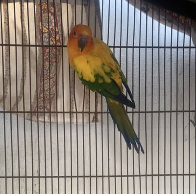 Sun concure Male parrot