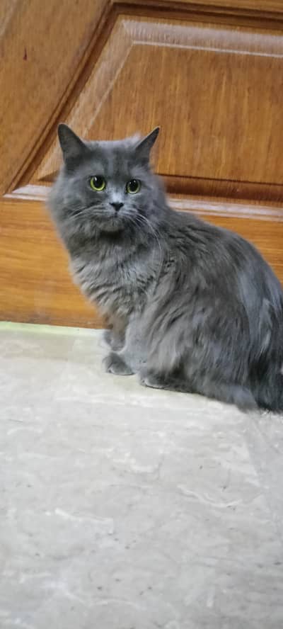 grey color female cat