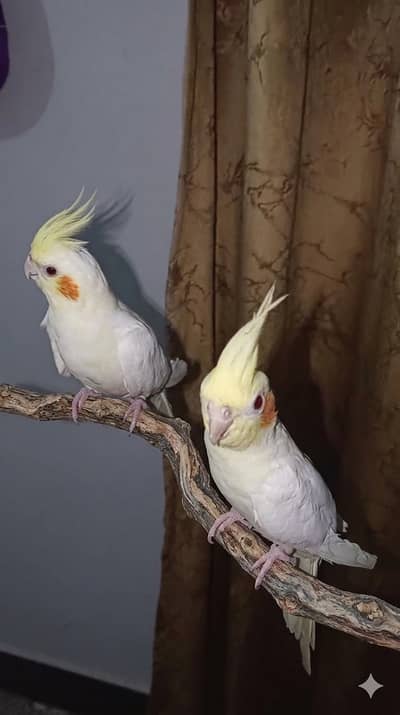 Handtamed Raw | Cream Cocktail | Grey Cocktail | Albino Lovebird