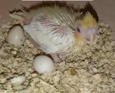creem cockatiel chik for hand taim parpaz