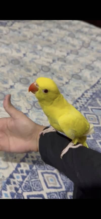 Yellow ringneck for sale (male)