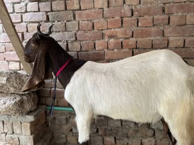 Desi bakriii bakriyaan