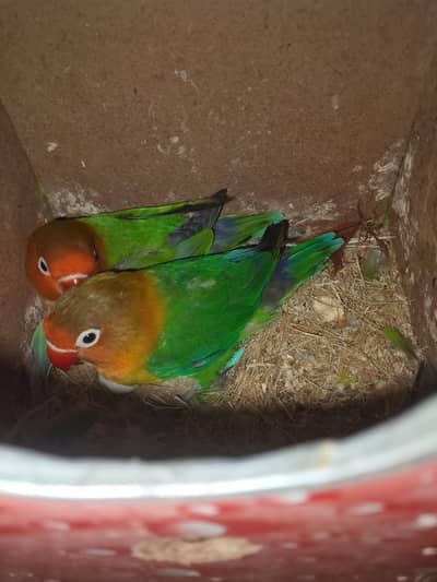 parrots for sale
