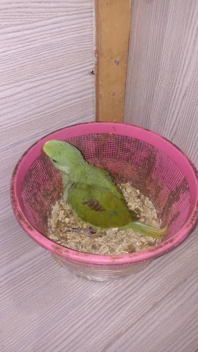 Kashmiri raw male jumbo size