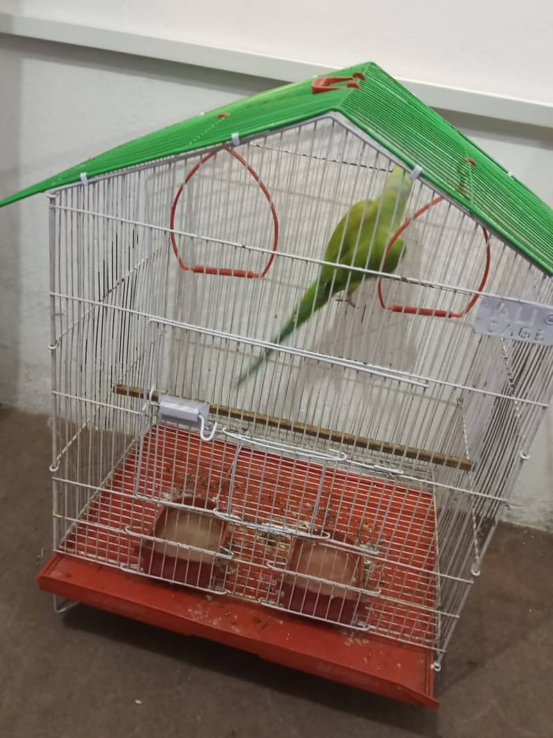 گھر کا پلا ہوا پیارا مٹھو، ارجنٹ سیل 4