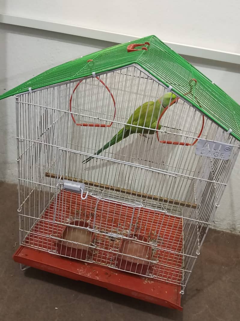 گھر کا پلا ہوا پیارا مٹھو، ارجنٹ سیل 6