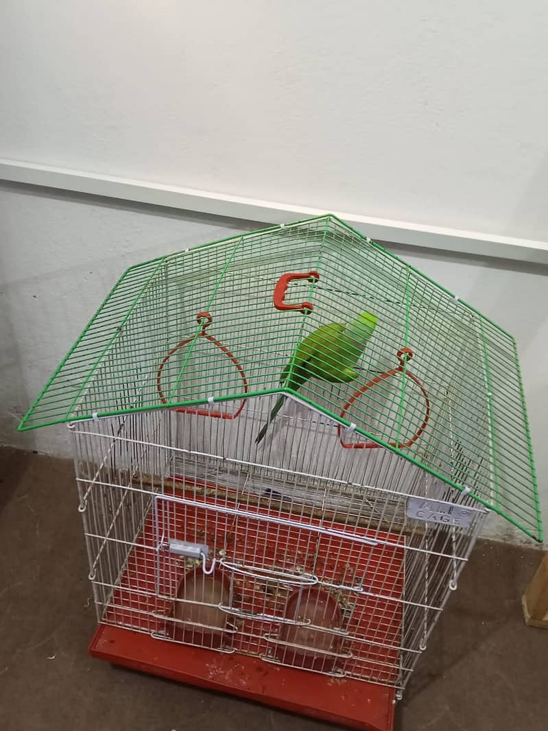 گھر کا پلا ہوا پیارا مٹھو، ارجنٹ سیل 11