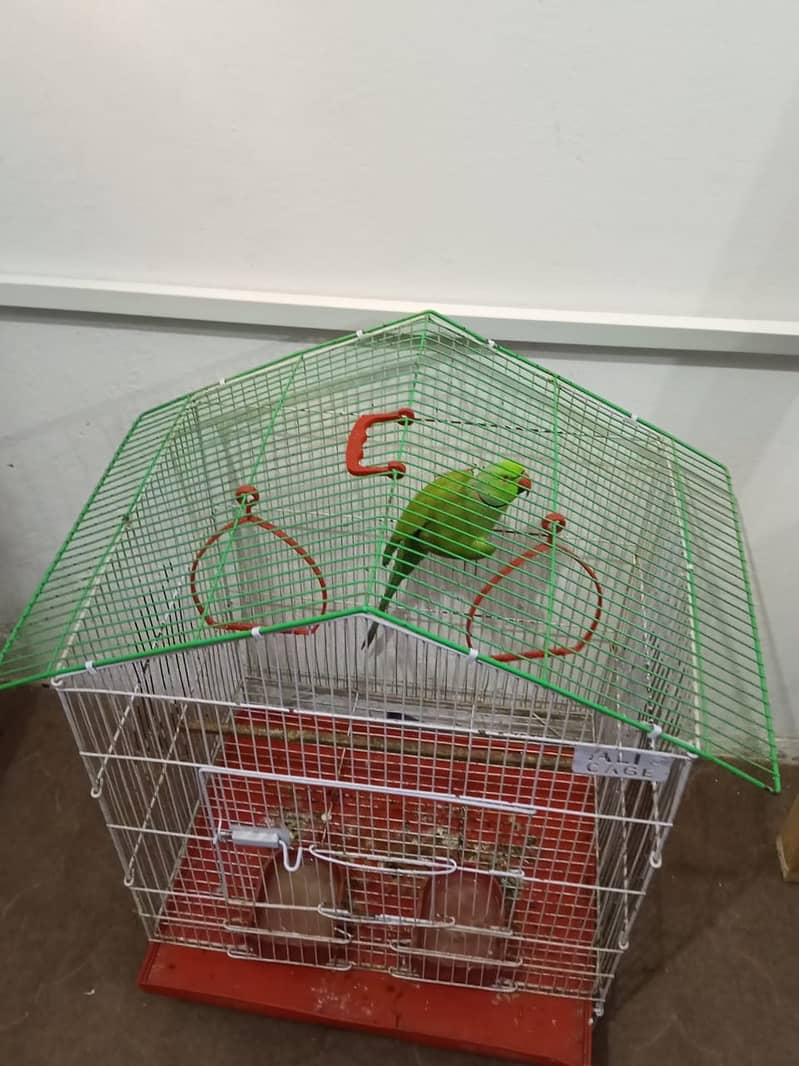 گھر کا پلا ہوا پیارا مٹھو، ارجنٹ سیل 3