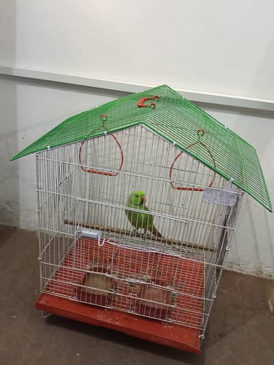 گھر کا پلا ہوا پیارا مٹھو، ارجنٹ سیل