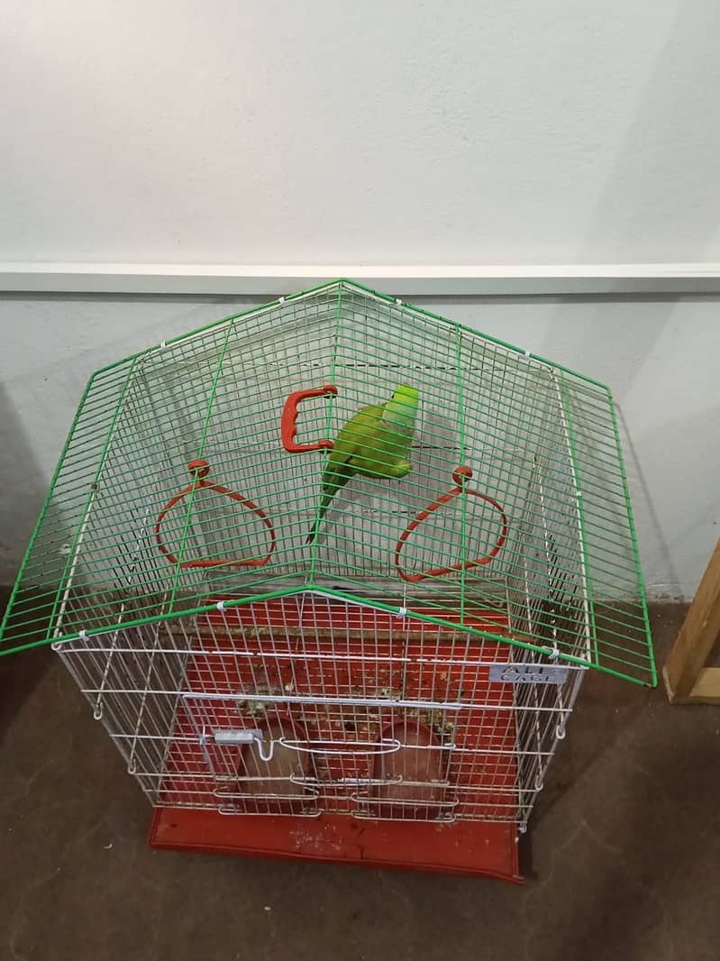 گھر کا پلا ہوا پیارا مٹھو، ارجنٹ سیل 5