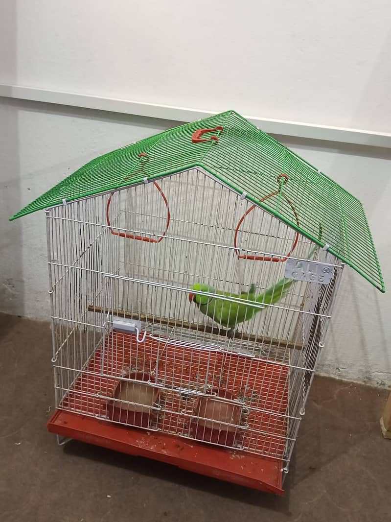 گھر کا پلا ہوا پیارا مٹھو، ارجنٹ سیل 12