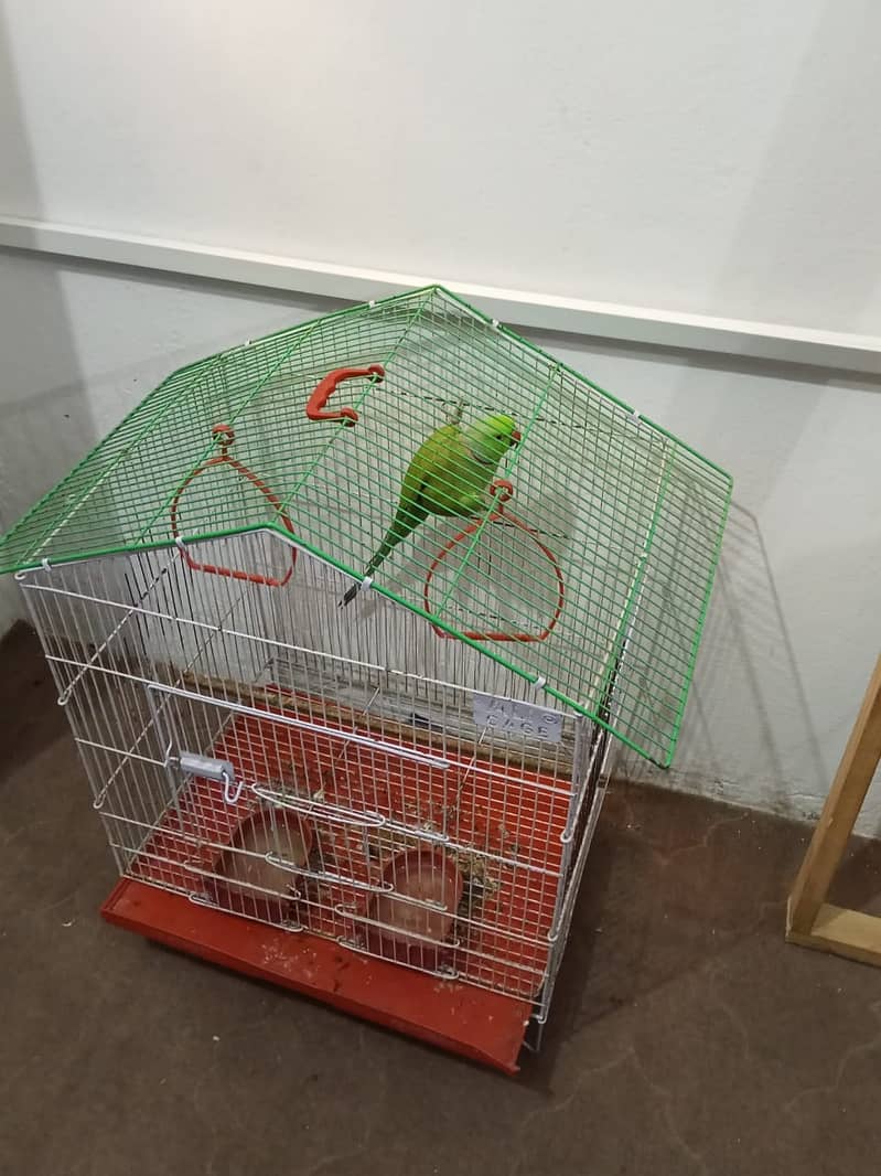 گھر کا پلا ہوا پیارا مٹھو، ارجنٹ سیل 7