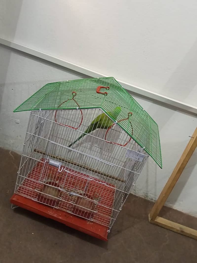 گھر کا پلا ہوا پیارا مٹھو، ارجنٹ سیل 8