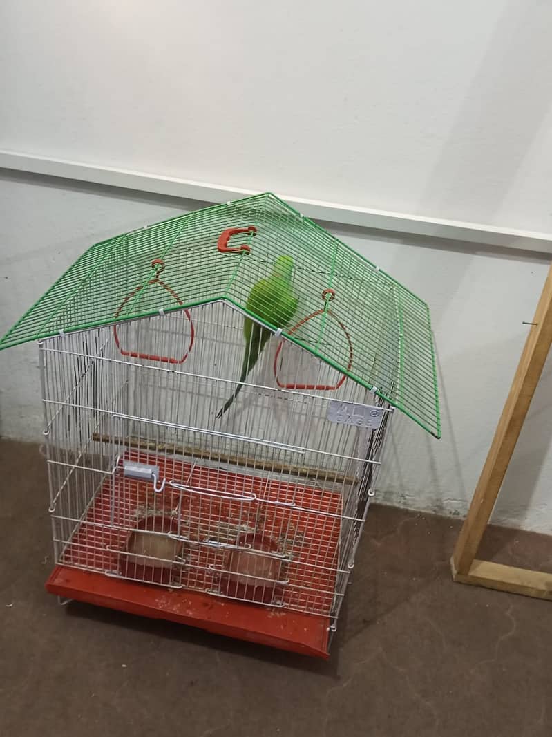 گھر کا پلا ہوا پیارا مٹھو، ارجنٹ سیل 9