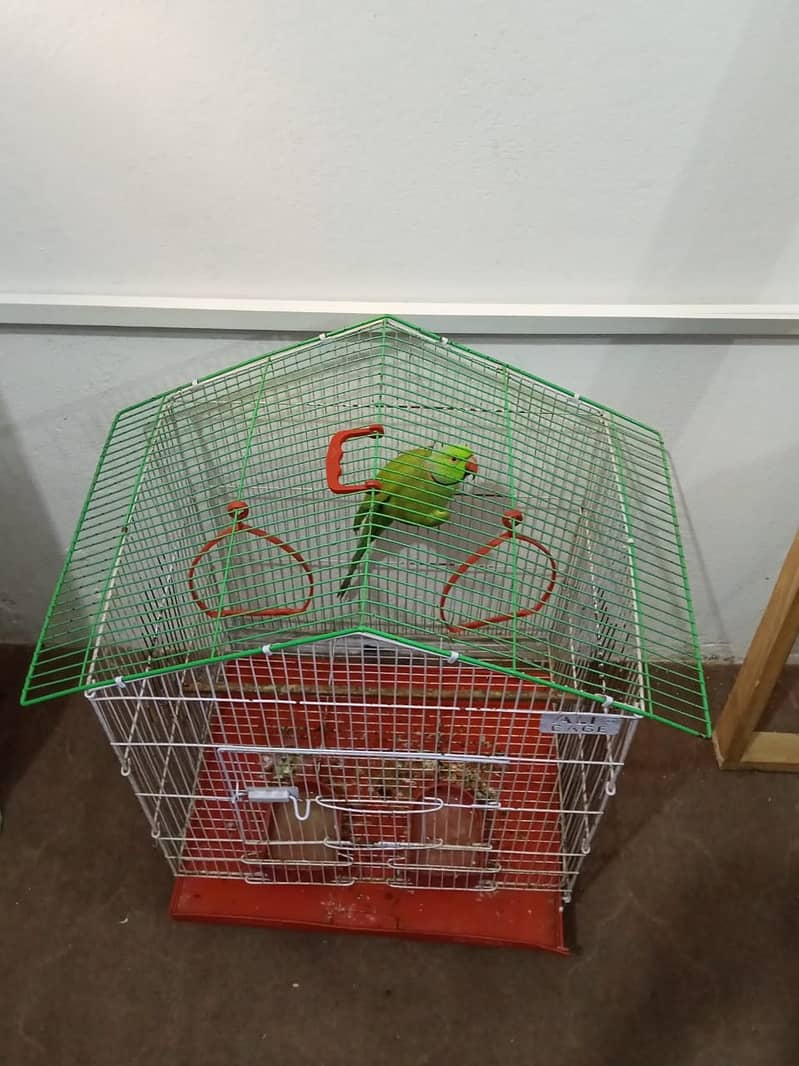 گھر کا پلا ہوا پیارا مٹھو، ارجنٹ سیل 10