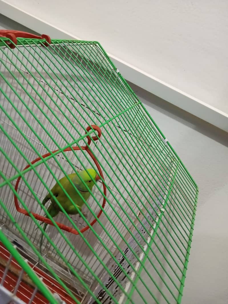 گھر کا پلا ہوا پیارا مٹھو، ارجنٹ سیل 1