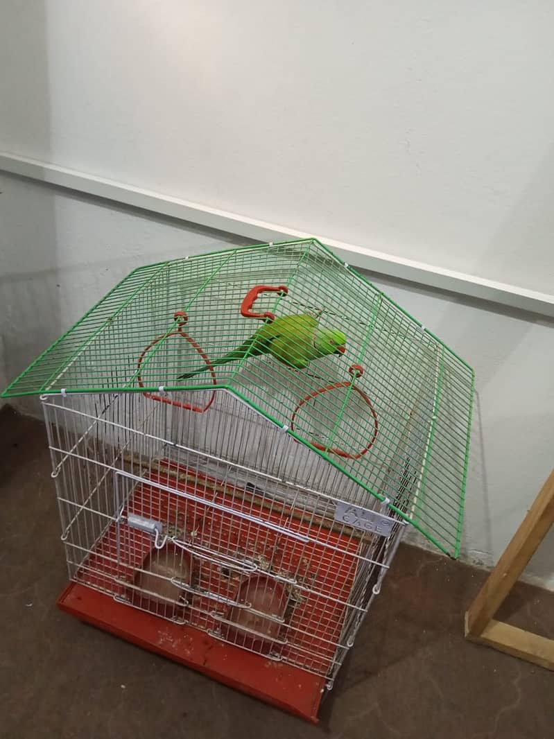 گھر کا پلا ہوا پیارا مٹھو، ارجنٹ سیل 2