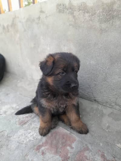 German Shepherd long hair puppies available