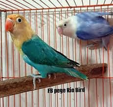 par blue and blue ficher love bird pair
