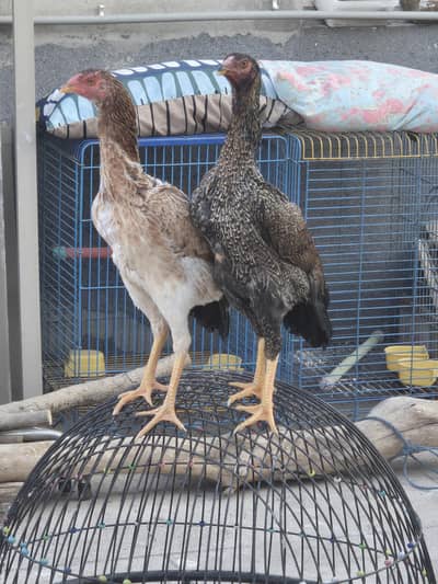 beautiful german shamoo females for sale