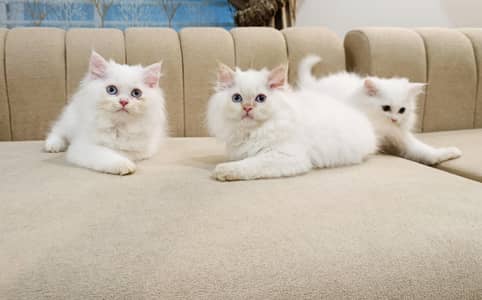 Perisan Kitten For Sale