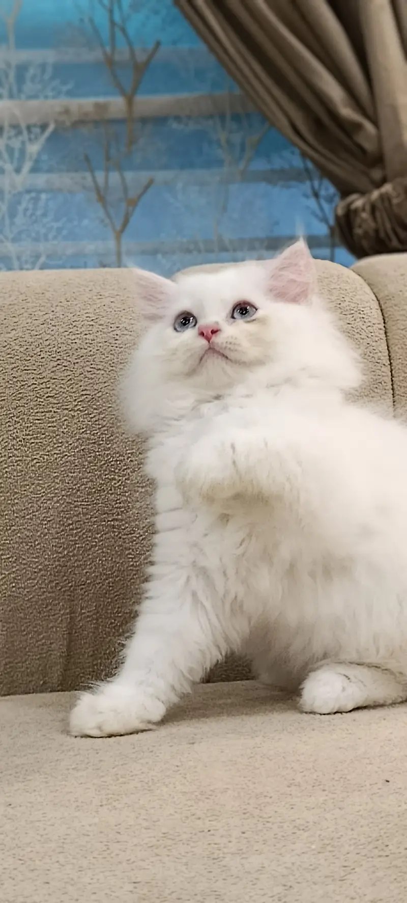 Perisan Kitten For Sale — photo 2