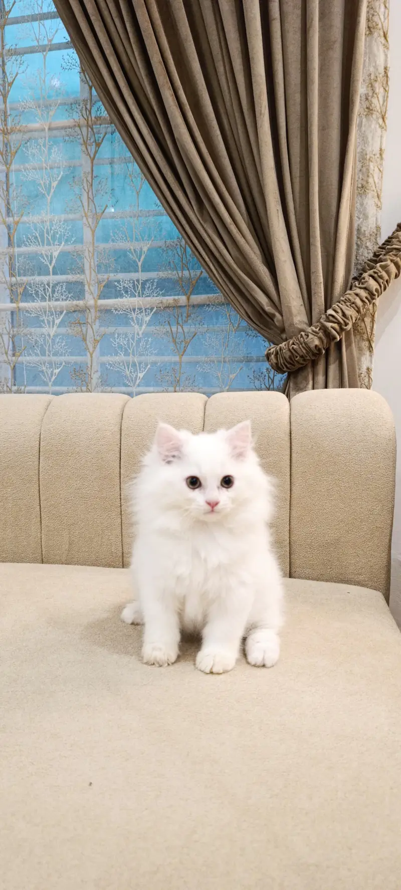 Perisan Kitten For Sale — photo 3