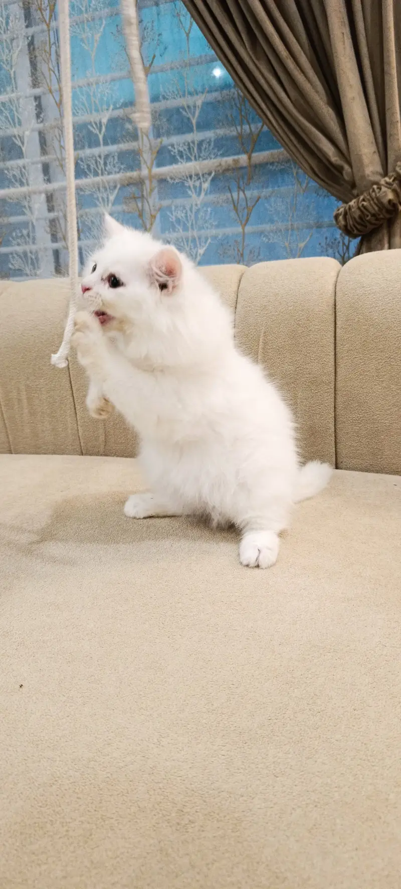 Perisan Kitten For Sale — photo 4