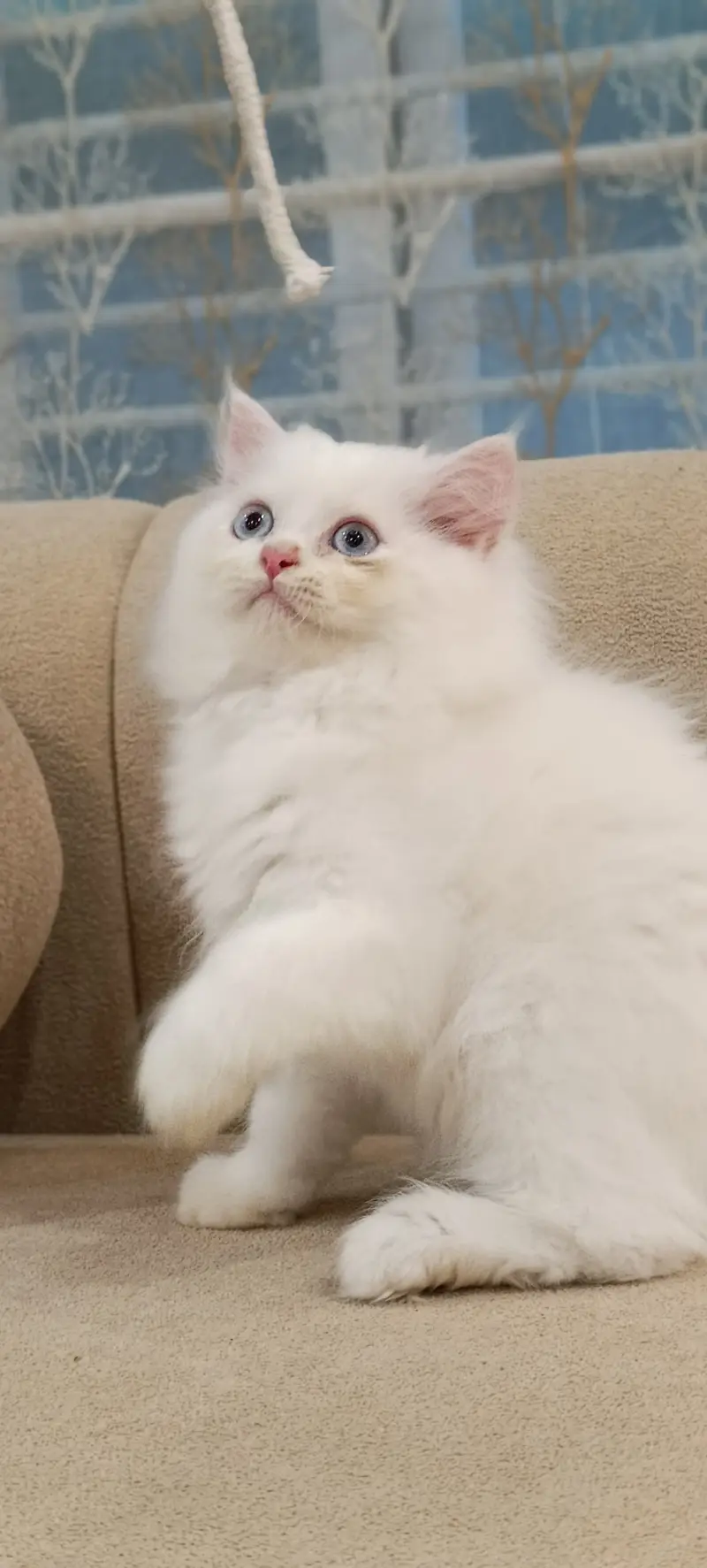 Perisan Kitten For Sale — photo 5