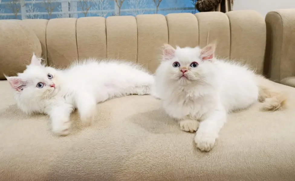 Perisan Kitten For Sale — photo 6