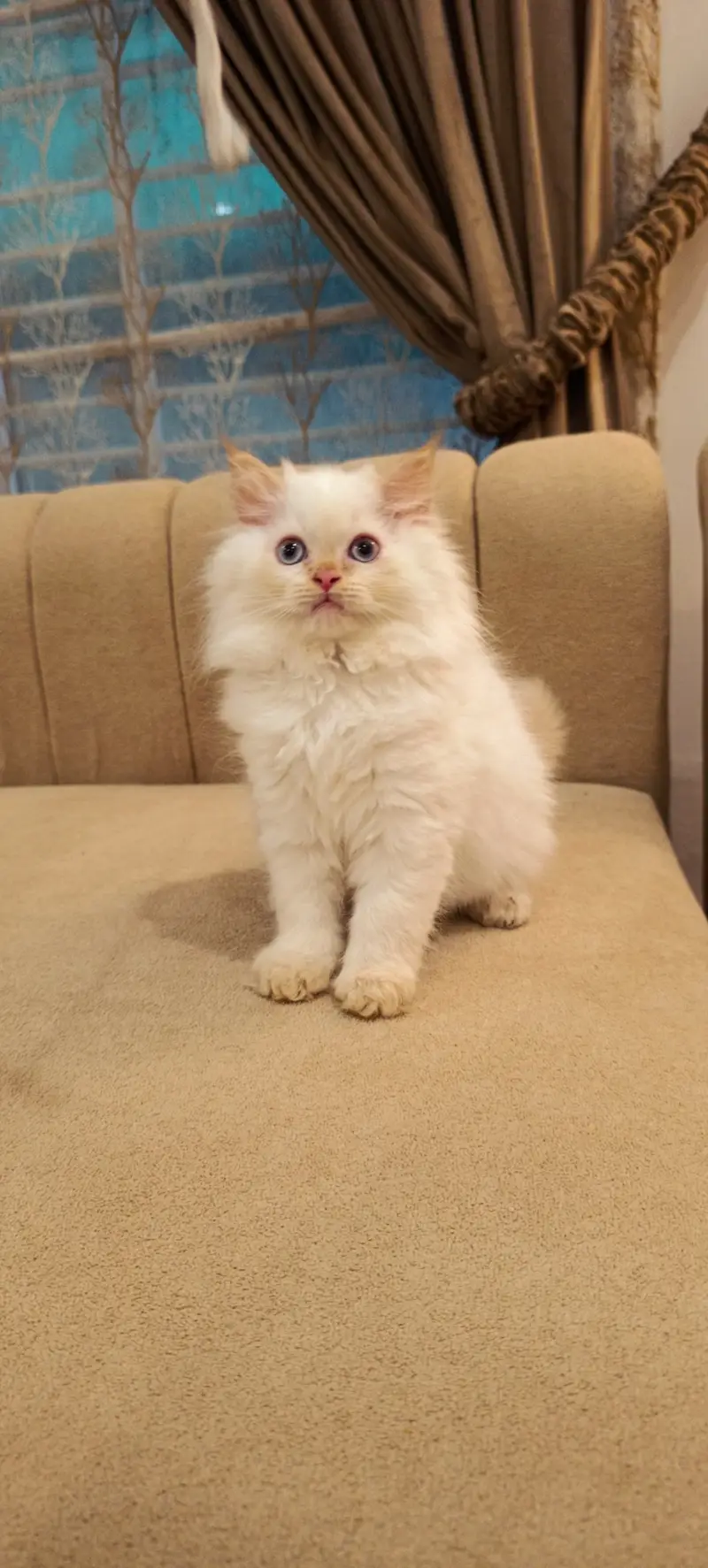 Perisan Kitten For Sale — photo 7