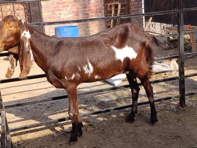 Goats for sale ( ghar ki rakhi bakrian )
