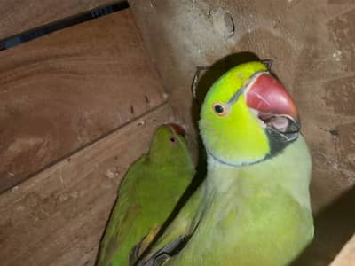 green parrot serious buyers contact me