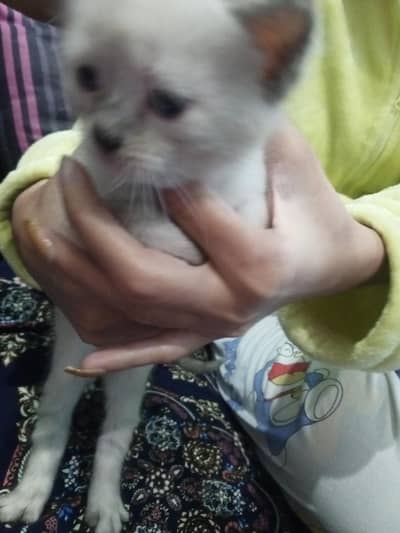 female 1 month, 5 days