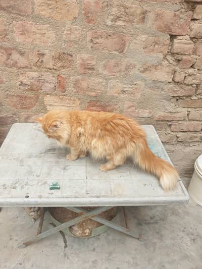 triple  coad helthy  and active  full traind