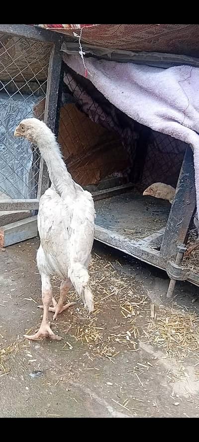 2 month ke bache hay oshamo ke