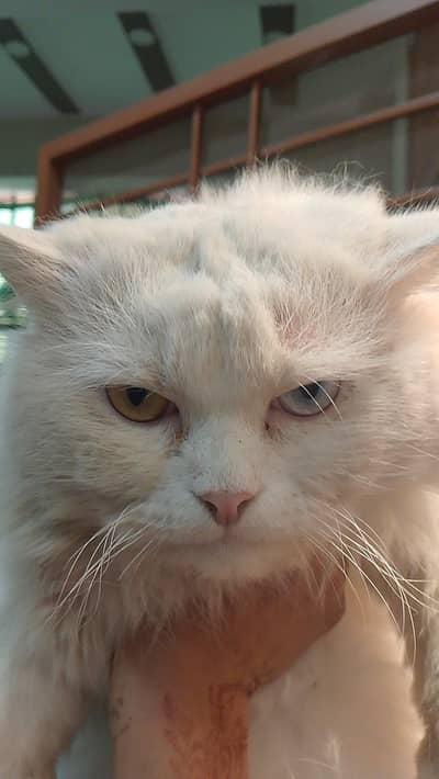 odd eyes  breader cat parshiyan