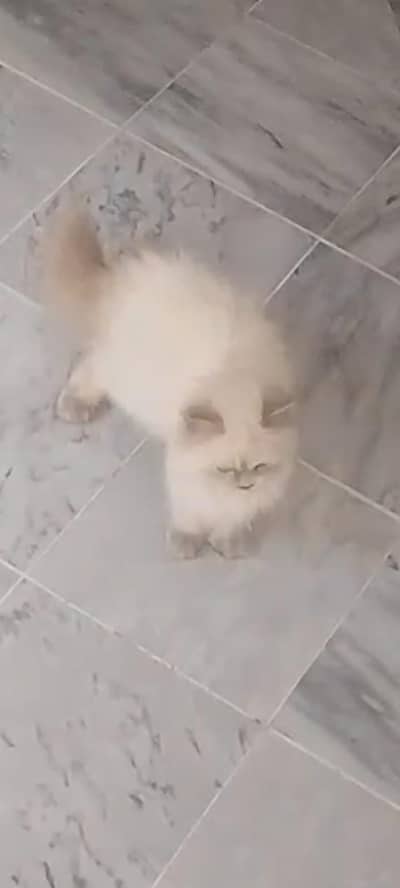 triple coated Persian kittens