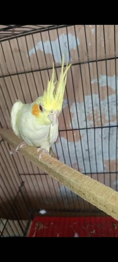 بریڈر پیئر فورسیل