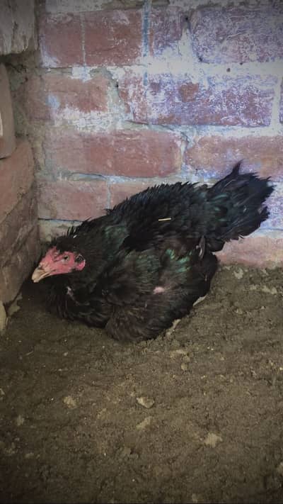 Pure pakoi female fresh kurak sath 9 eggs