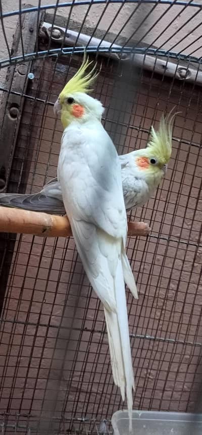 Common White Cocktail With Grey Pied Cocktail Pair