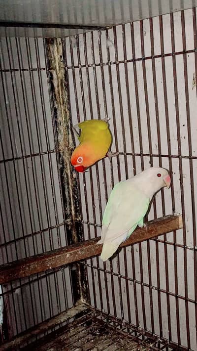 Love bird Breader pair with DNA age 2 year.