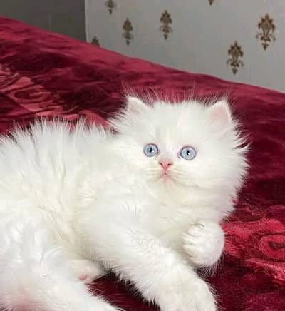 Persian cat triple code white colour  for sale urgent