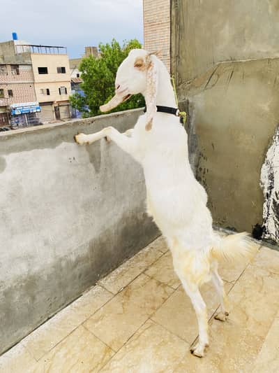 Gulabi bakri beautiful female